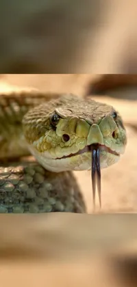 Head Snake Reptile Live Wallpaper