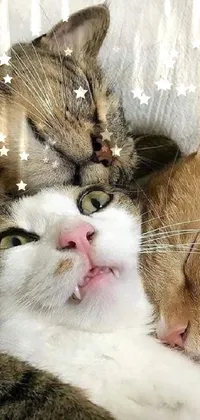 Cat Felidae Carnivore Live Wallpaper