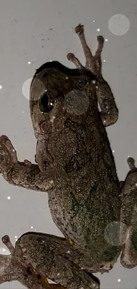 Frog True Toad True Frog Live Wallpaper