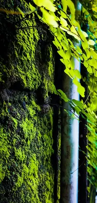Natural Landscape Branch Terrestrial Plant Live Wallpaper