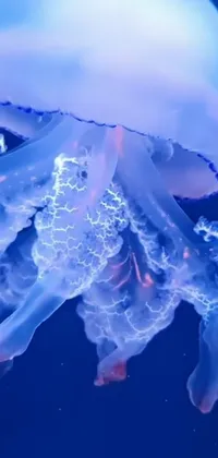 Water Jellyfish Liquid Live Wallpaper