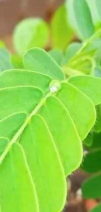 Plant Leaf Flower Live Wallpaper