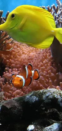 Water Anemone Fish Underwater Live Wallpaper