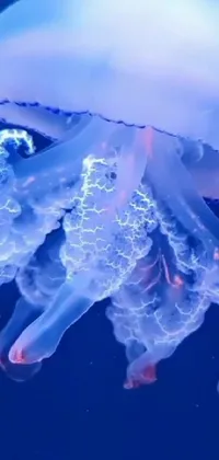Water Jellyfish Marine Invertebrates Live Wallpaper