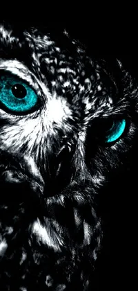 Head Bird Owl Live Wallpaper