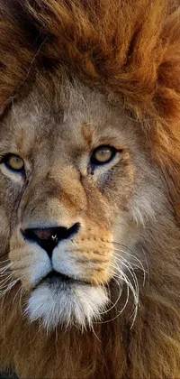 Masai Lion Felidae Carnivore Live Wallpaper
