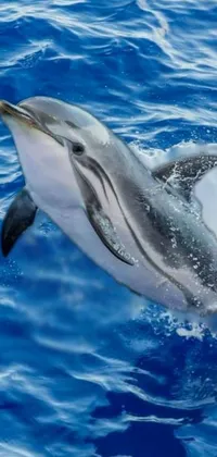 Water Vertebrate Common Dolphins Live Wallpaper