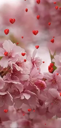 Flower Plant Petal Live Wallpaper