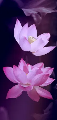 Plant Flower Lotus Live Wallpaper