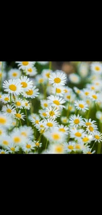 Flower Plant Petal Live Wallpaper