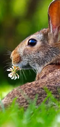 Rabbit Rabbits And Hares Rodent Live Wallpaper