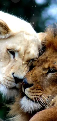 Lion Felidae Carnivore Live Wallpaper