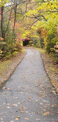 Leaf Plant Road Surface Live Wallpaper