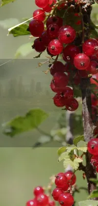 Food Fruit Seedless Fruit Live Wallpaper