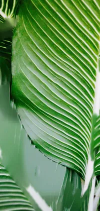 Plant Nature Leaf Live Wallpaper