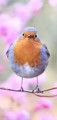 Bird Beak Purple Live Wallpaper