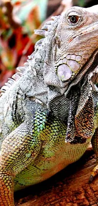 Reptile Iguania Green Live Wallpaper