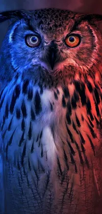Bird Owl Beak Live Wallpaper
