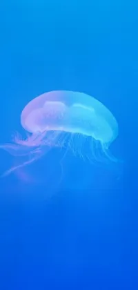 Marine Invertebrates Jellyfish Blue Live Wallpaper