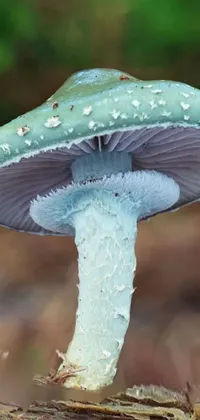 Water Mushroom Liquid Live Wallpaper