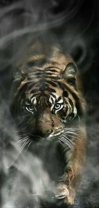 Hair Bengal Tiger Siberian Tiger Live Wallpaper