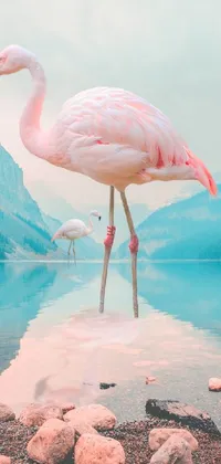 Water Bird Nature Live Wallpaper