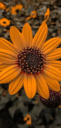 Flower Plant Petal Live Wallpaper