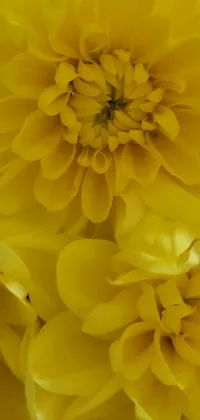 Flower Plant Photograph Live Wallpaper
