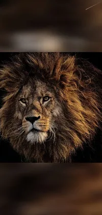 Felidae Carnivore Masai Lion Live Wallpaper
