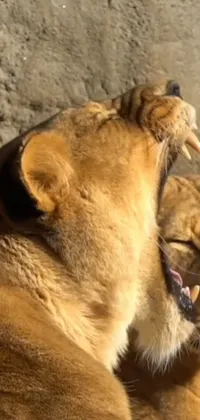 Human Body Felidae Lion Live Wallpaper