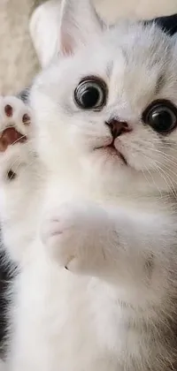 Nose Cat White Live Wallpaper