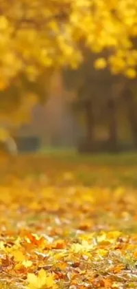 Plant Amber Leaf Live Wallpaper