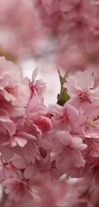 Flower Plant Petal Live Wallpaper