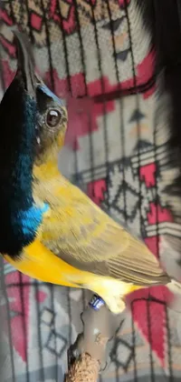 Bird Beak Pet Supply Live Wallpaper