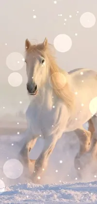 Horse Fawn Terrestrial Animal Live Wallpaper