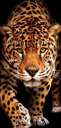 Head Photograph Eye Live Wallpaper