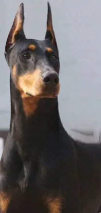 Carnivore Dog Snout Live Wallpaper