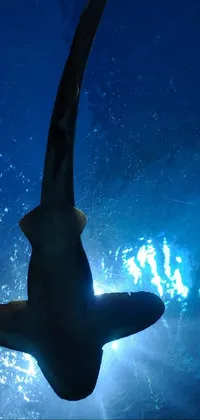 Water Mammal Underwater Live Wallpaper