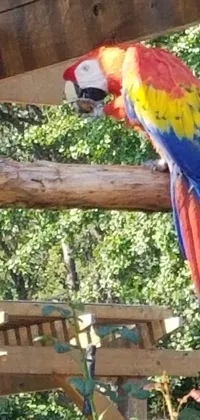 Bird Wood Parrot Live Wallpaper