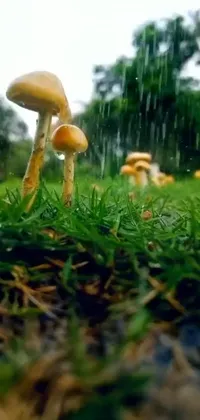 Plant Grass Sky Live Wallpaper