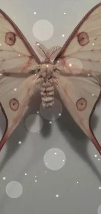 Brown White Light Live Wallpaper