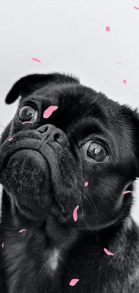 Carnivore Dog Snout Live Wallpaper
