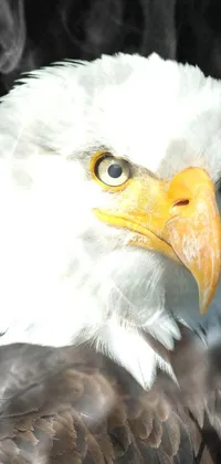 Bird Beak Eagle Live Wallpaper