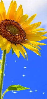 Flower Plant Sky Live Wallpaper
