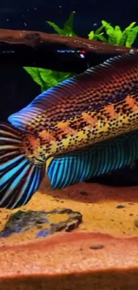 Electric Blue Underwater Aquarium Live Wallpaper