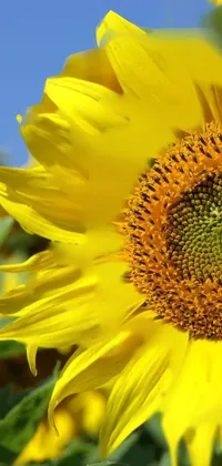 Nature Flower Plant Live Wallpaper