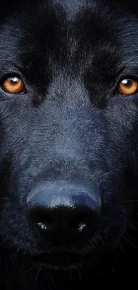 Carnivore Dog Snout Live Wallpaper