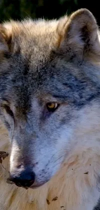 Carnivore Dog Whiskers Live Wallpaper