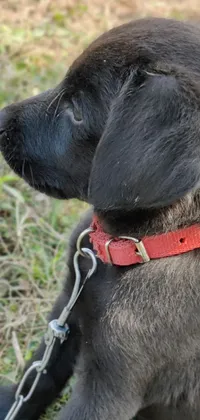 Carnivore Dog Snout Live Wallpaper