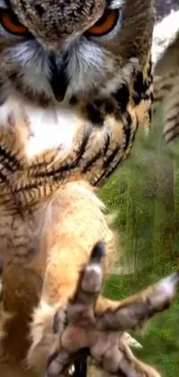 Bird Terrestrial Animal Organism Live Wallpaper